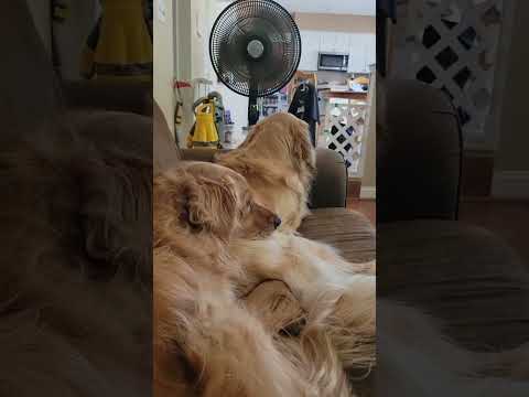 mom and son nap time #goldenretriever #puppy #doglover #goldens #dogs #momandson #goldenpuppy #dog