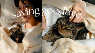 Pet Loss Vlog | Last week with my beloved senior cat Bilbo❤️🩹🕊