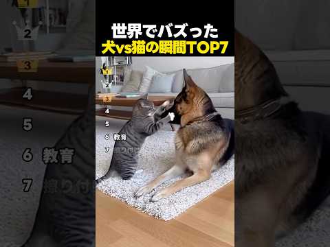 世界でバズった犬VS猫の面白い瞬間ランキングTOP7