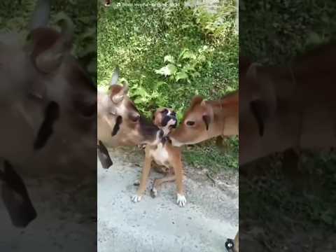 HUND TRIFFT KÜHE!!😂 DOG MEETS COWS!!😂 #meme #shorts #dog #dogs #cow #funny #puppy #cute #lol