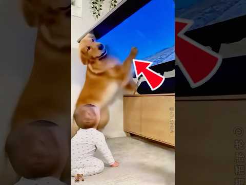 ¡Este perrito se convirtió en el mejor regalo de su vida para este niño! 🐶 #trending #shorts #funny