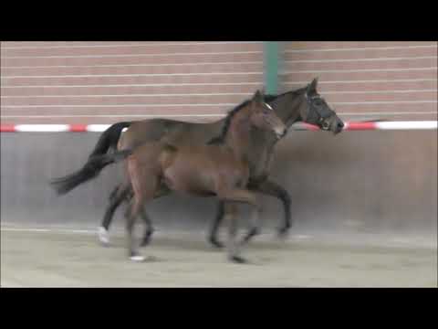 *2017 Hengst von Bernay - Dr. Doolittle