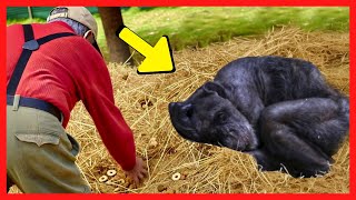 Chimpanzé de 60 Anos Estava Prestes a Partir, De Repente uma Voz Familiar Realiza Um Milagre!