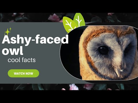 Plamienka tmavá — Ashy-faced Owl