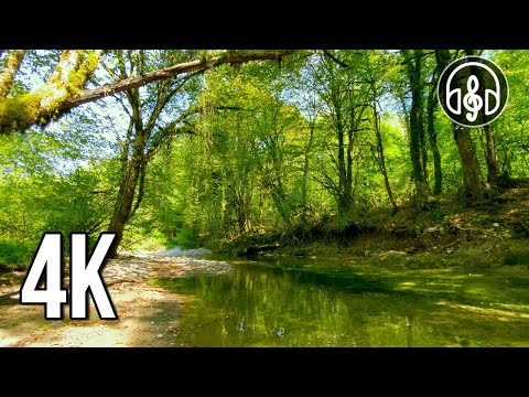 A gentle forest river with the singing of mountain birds. 3 hours of soothing nature in 4K.