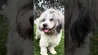Video preview image #1 Poodle (Miniature) Puppy For Sale in Pasadena, CA, USA