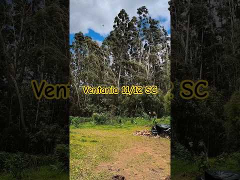 Ventania ontem dia 11/12/2025 Canoinhas SC #ciclone #ventania #roça #santacatarina