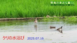 野鳥の身近な暮らし　ケリの水浴び 2025年7月16日撮影