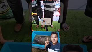 Download lagu Kontes ikan nila terbesar #shorts #shortsvideo mp3
