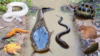 Download lagu Wow. Catch a big catfish in the hole there are many scary animals such as snakes, crocodiles mp3 Download lagu Wow. Catch a big catfish in the hole there are many scary animals such as snakes, crocodiles mp3