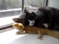 Кот и ящерица вот ето дружба 
