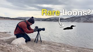 Birding at Rockport Reservoir for Rare Loons