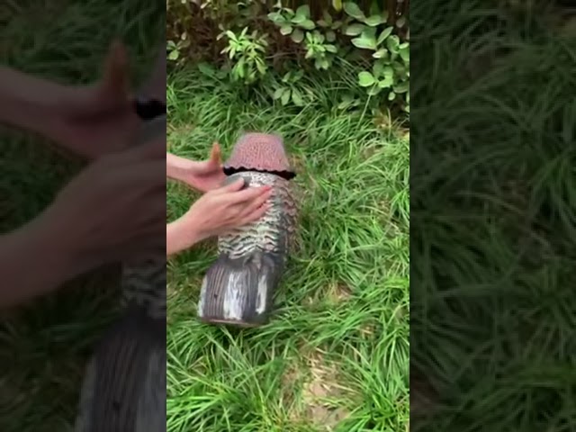 Vídeo relacionado con Biotop, Búho Espantapájaros, Gira la Cabeza con el Viento, No necesita Pilas, Marrón