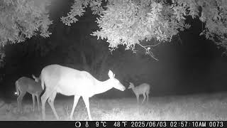 Archive Files of Trail Camera Compilation 20250604 B