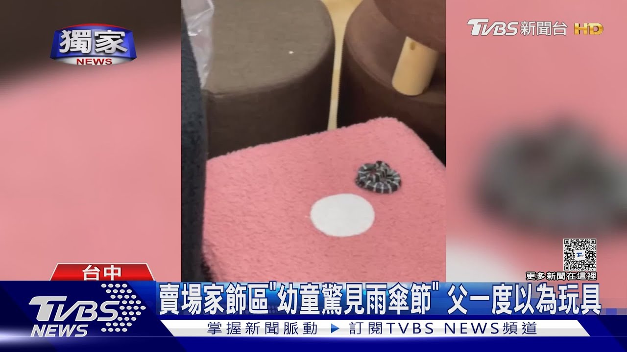 台中賣場驚見「雨傘節」猛禽蜂鷹飛闖區間車 列車長徒手抓出放飛