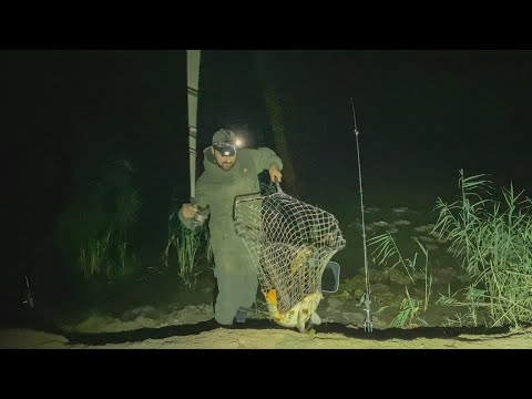 Wow, das geht ab! Super Köder für Karpfen und große Brachsen – Nachtangeln mit Larven