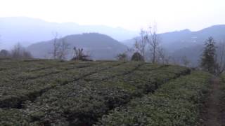 preview picture of video 'Winter Dusk on the Tea Farm'