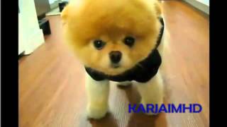 Boo - el perro mas guapo del mundo