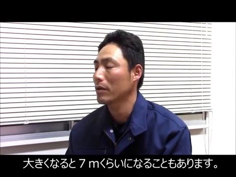庭にエキゾチックな香りを吹き込むために、カリンの木をいつ剪定すればよいでしょうか?  庭園