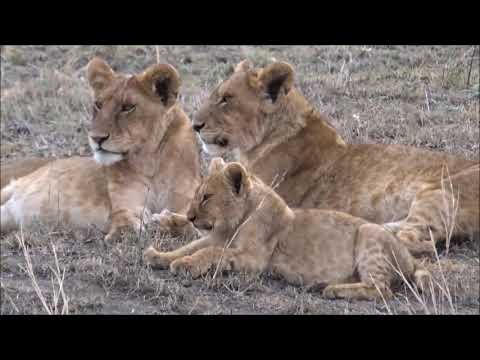 Safari en TANZANIE 2016