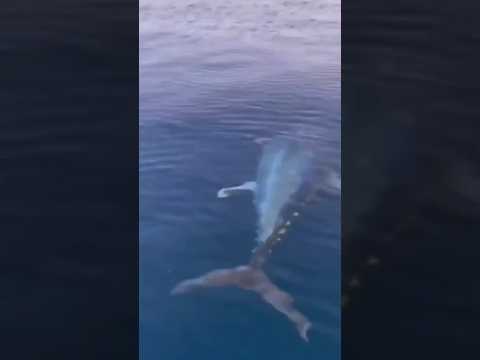 HOW IS THIS POSSIBLE?!?! 🤯 That MONSTER TUNA didn’t even disturb the surface of the water 💦 🌊