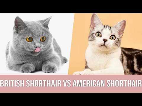 British Shorthair vs American Shorthair