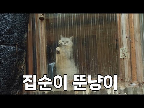 관심사가 밥 뿐인 뚠냥이가 밖에 나가고 싶어합니다.