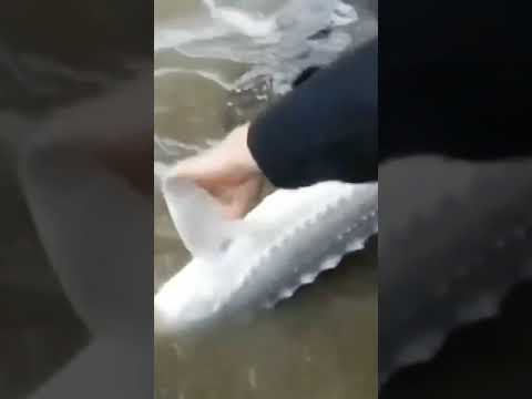 Spring Fishing in Abbotsford and Mission.