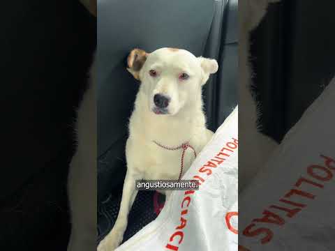 Rescate perruno en Macanal Boyacá