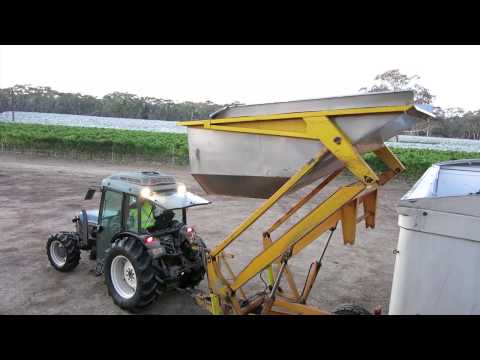 Harvest 2013: Loading the Merlot