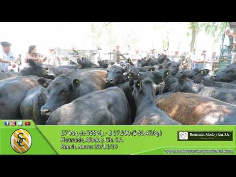 28-11-19 - Venta de Hembras - Hourcade, Albelo y Cía  S.A. - Rauch