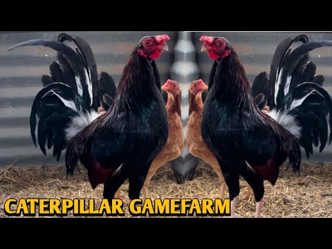 Penny Hatch Grey Kelso - CATERPILLAR FARM