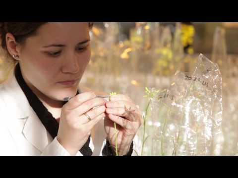 RAPOOL – The fascination of Oilseed Rape