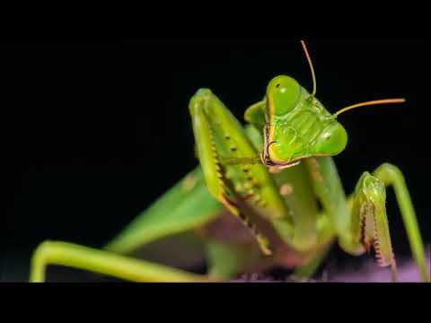 download lagu mp3 mp4 Que Es Una Mantis Religiosa, download lagu Que Es Una Mantis Religiosa gratis, unduh video klip Que Es Una Mantis Religiosa