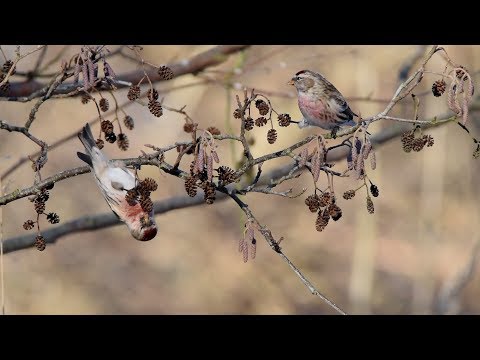 Stor gråsisken - smuk gæst efterår og vinter
