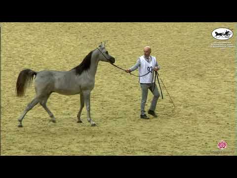 N 93 SULTAN AL WAAB   Qatar Peninsula Horse Show for Individual Owners 2022   Yearling Colts Class 4