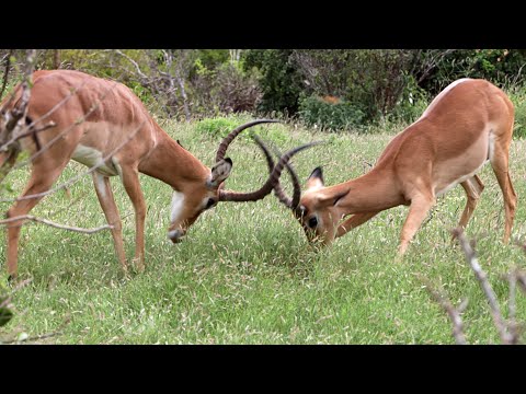 Impala Rams Fighting