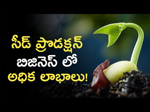 How to Start Seed Production Business Explained in Telugu | News6G