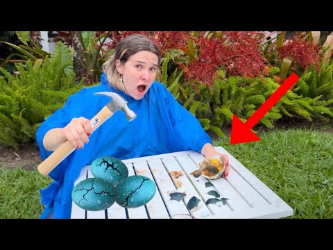 CRACKING the EMU EGGS OPEN! WHAT’S INSIDE?!