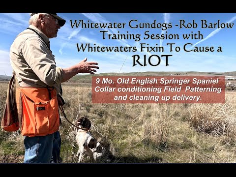 Field Hunting Training with 9 Month Old Springer Spaniel