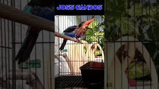 Download lagu TENGKEK UDANG NGEKEK UNIK, JOSS BANGET BUAT MASTERAN BOSQU mp3