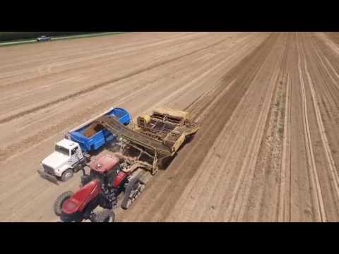 Yaros Farms harvesting Russets!