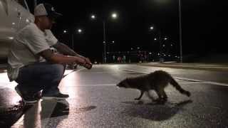 preview picture of video 'Hand Feeding Raccoons'