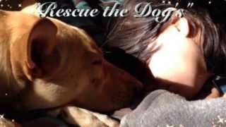 preview picture of video 'Rescue the Dog's in South Carolina need adoptive forever homes, for rescues from high kill shelters'