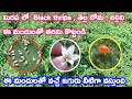 best agrolife limited ,ronfen pesticide telugu , ronfen pesticide ,black thrips control in chilli