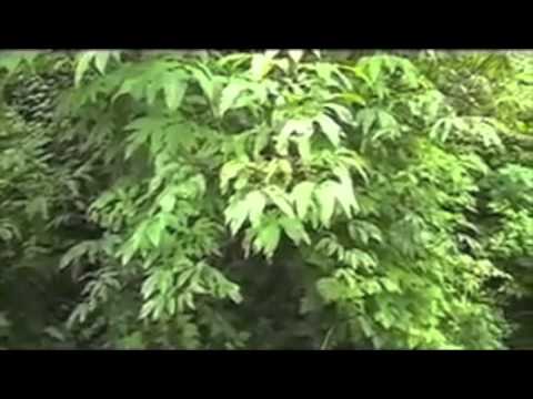 download lagu mp3 mp4 Wild Red Elderberry, download lagu Wild Red Elderberry gratis, unduh video klip Wild Red Elderberry