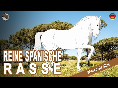 , title : 'REINE SPANISCHE RASSE PFERD, kraftvolle und elegante Pferde mit hohen Gängen, PFERDERASSEN'