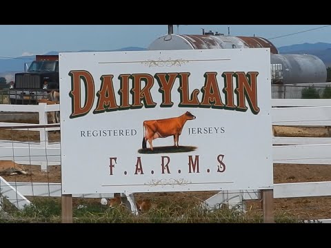Dairylain Farms