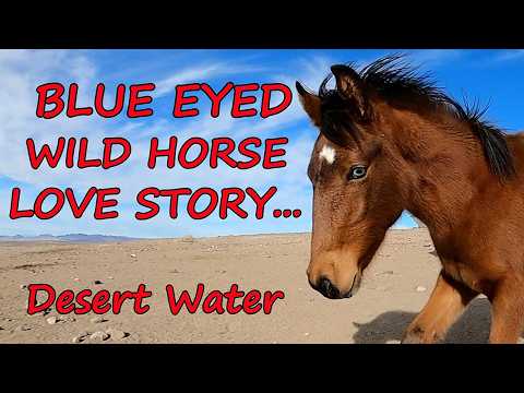 Blue Eyed Horse Steals My Heart at Mustang Spring Repair in The Nevada Desert Vivid Photography
