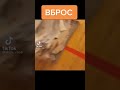 Вбросил стопку бюллетеней и пошел спокойно домой))